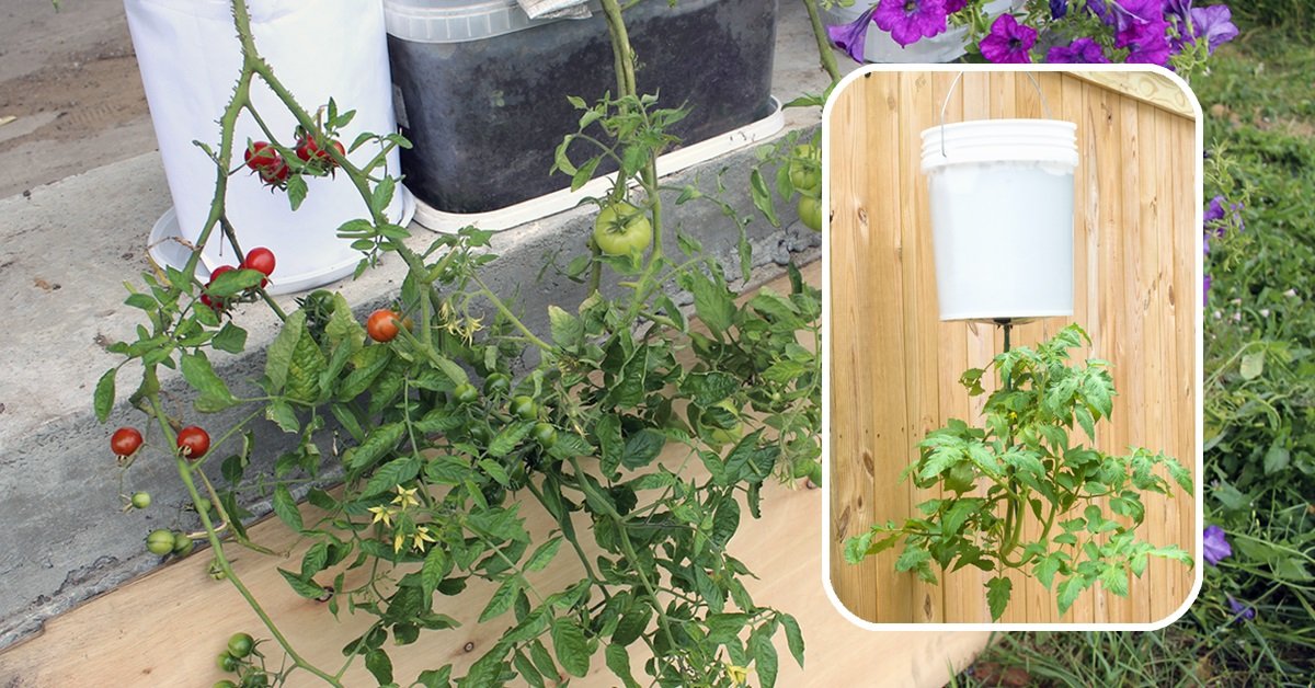 Выращивание помидор (томатов) в домашних условиях